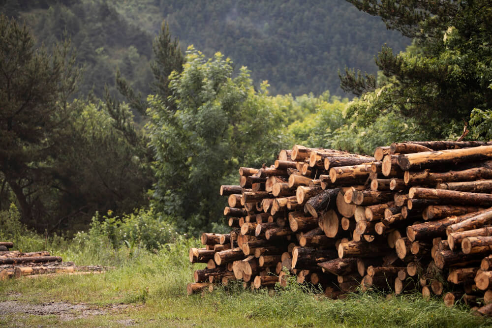 Entwaldungsverordnung: gestapelte Baumstämme vor Wald